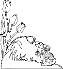 fleurslapin